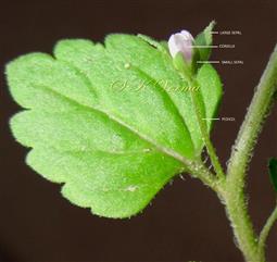  Calyx with distinctly unequal sepals